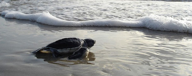 Sea Turtle Friendly Lighting Systems in Jacksonville